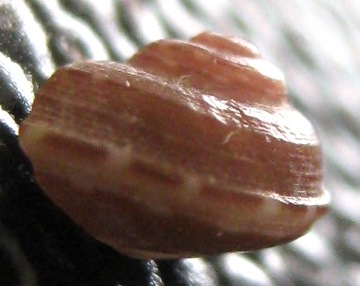 gibbula carenata????